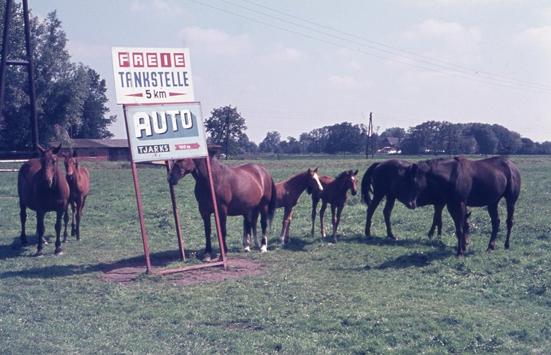 BA-1796: „Pferde und Fohlen bei Schildern von "Freie Tankstelle" und "Auto Tjakrs" auf einer Wiese nahe Schwei, Stadland, Wesermarsch“