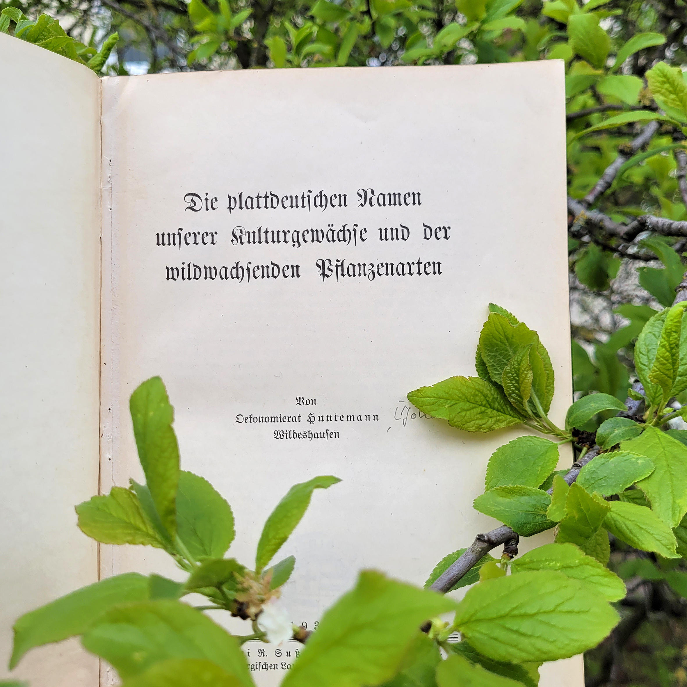 Titelseite von 'Die plattdeutschen Namen unserer Kulturgewächse und der wildwachsenden Pflanzenarten' 