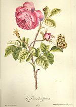 Abbildung eines handcolorierten Kupferstichs aus dem Pflanzenbuch von Christoph Jacob Trew