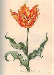 Tulpe