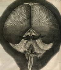 Fliegenauge. Hooke: Micrographia