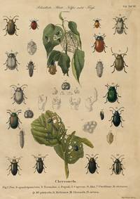 Käfer aus Ratzeburg: Die Forst-Insecten